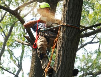 élagage arbre à Saint-Omer