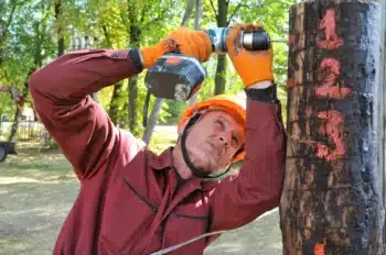 elagage erable Arques